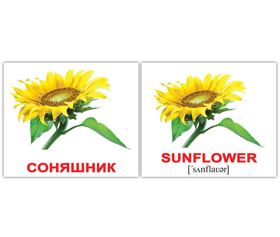 

Карточки Домана. Flowers/Квіти. Міні 20 штук