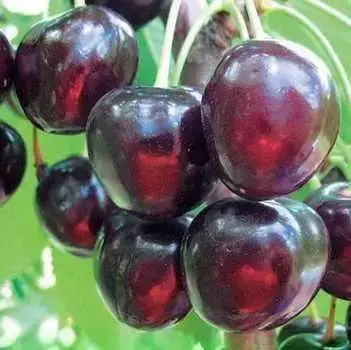 

Черешня Уголек Двухлетняя