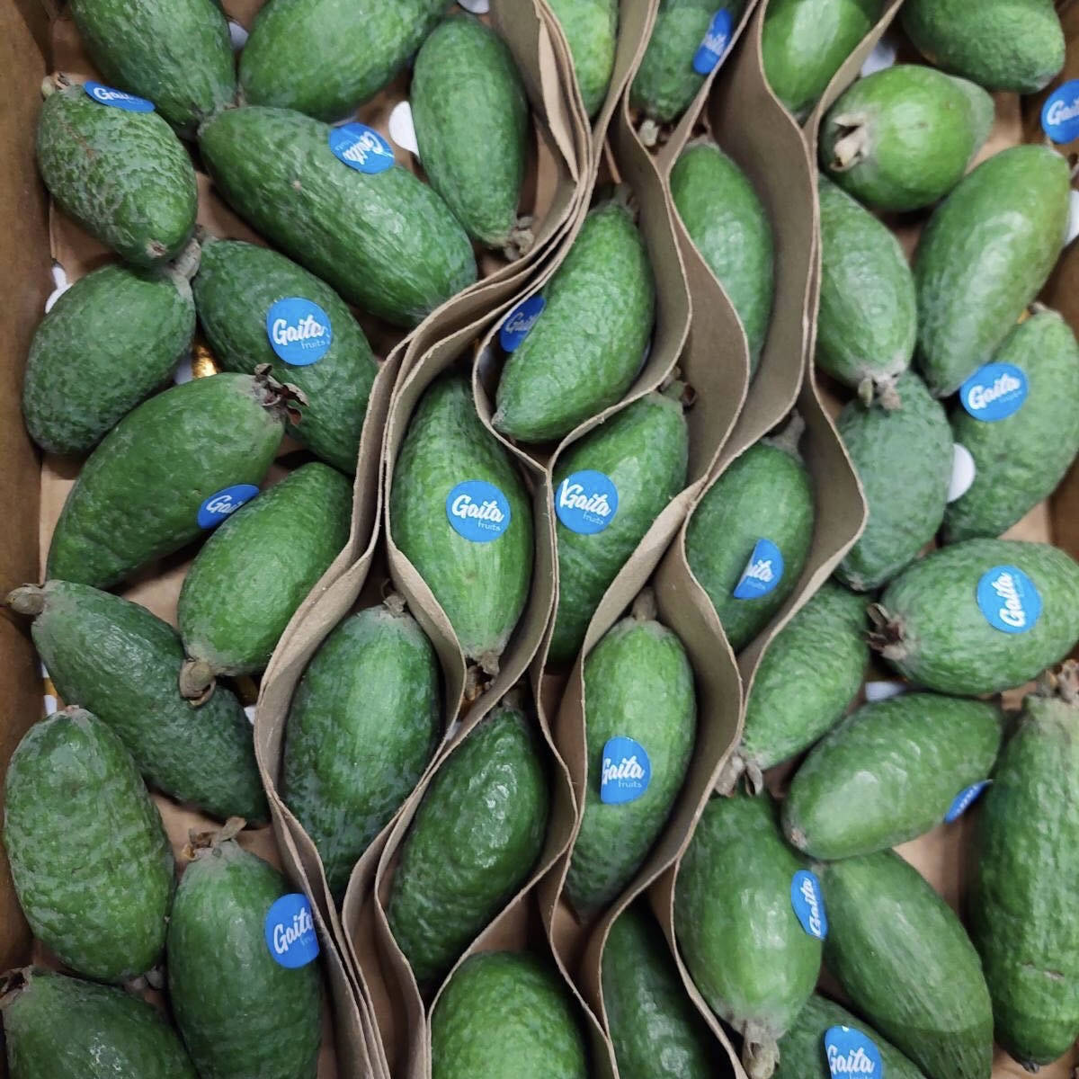 

Фейхоа, Гуава ананасная, Feijoa