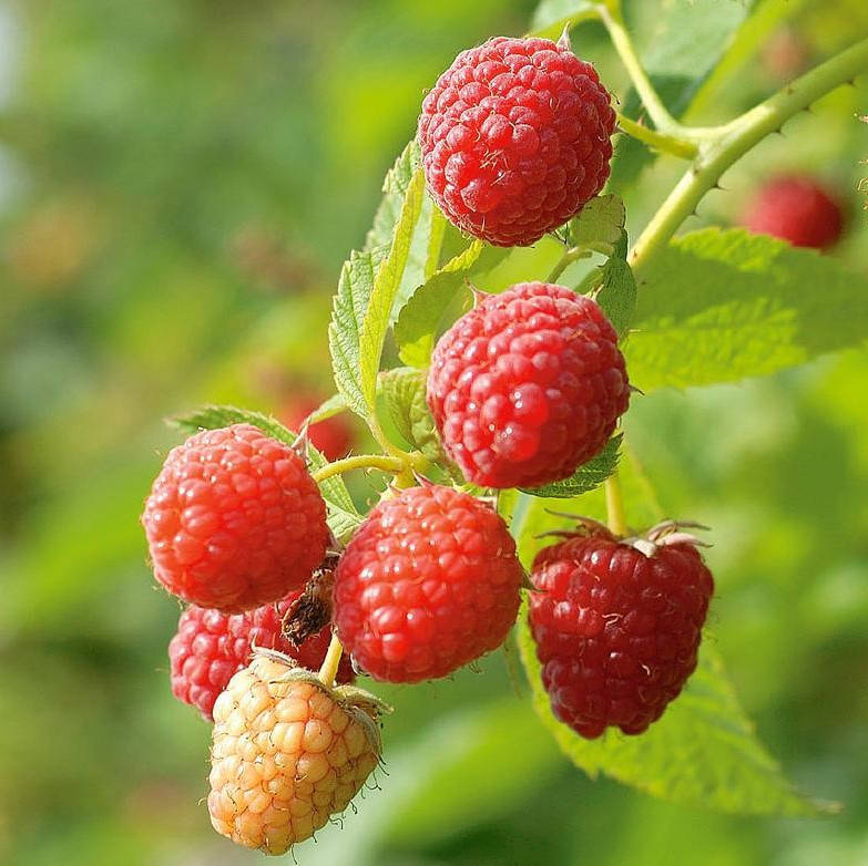 

Малина Прелюдия (Prelude), ЗКС в горшках 0.8 л