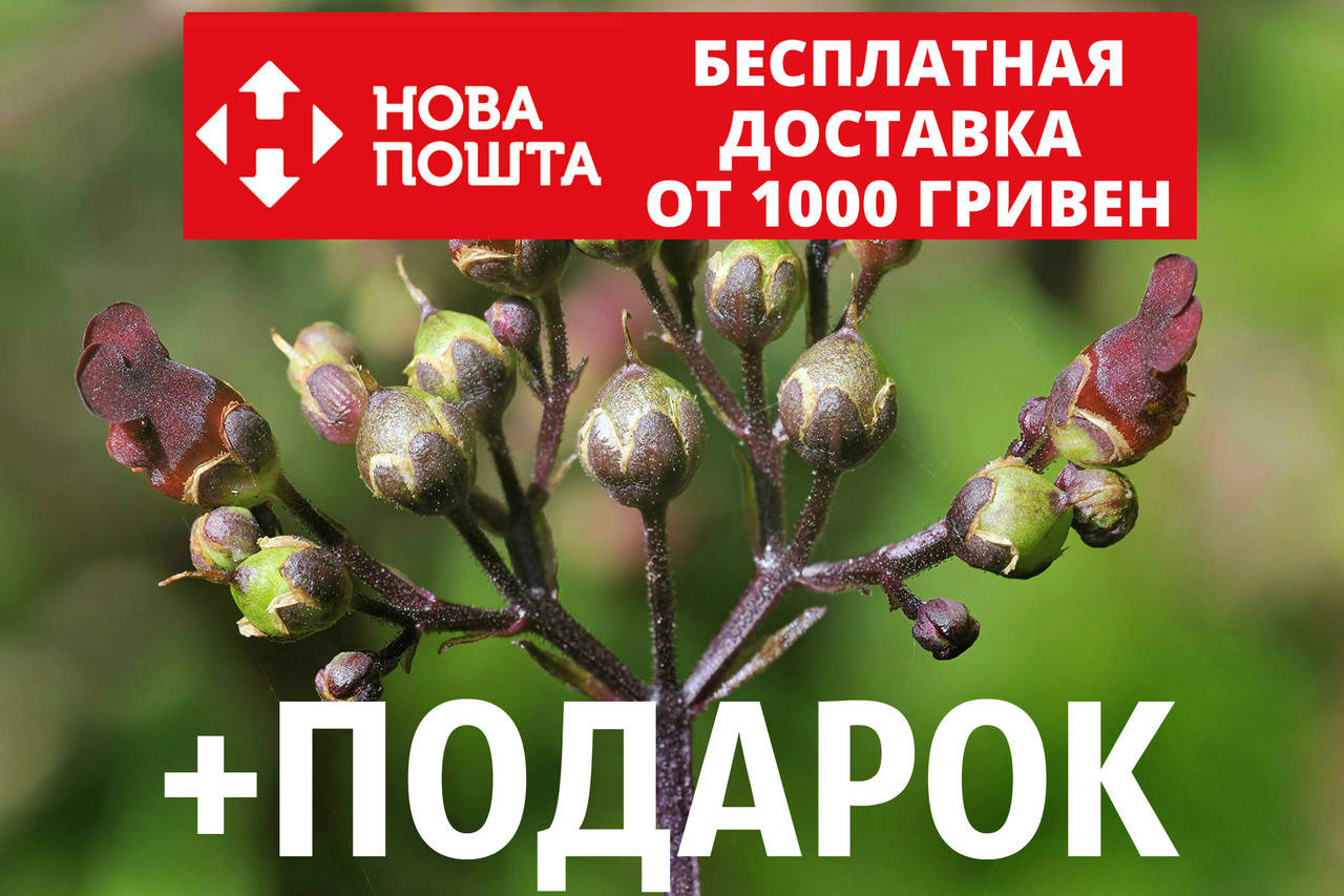 

Норичник семена (20 шт) узловатый или шишковатый Scrophularia nodosa