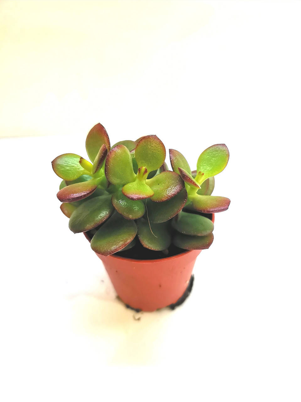 

Крассула Crassula minor Суккулент Комнатное растение