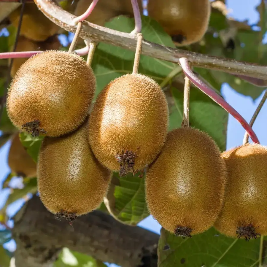 

Киви "ДЖЕННИ" самоплодный ('kiwi jenny') / Саженцы (однолетний, ЗКС)