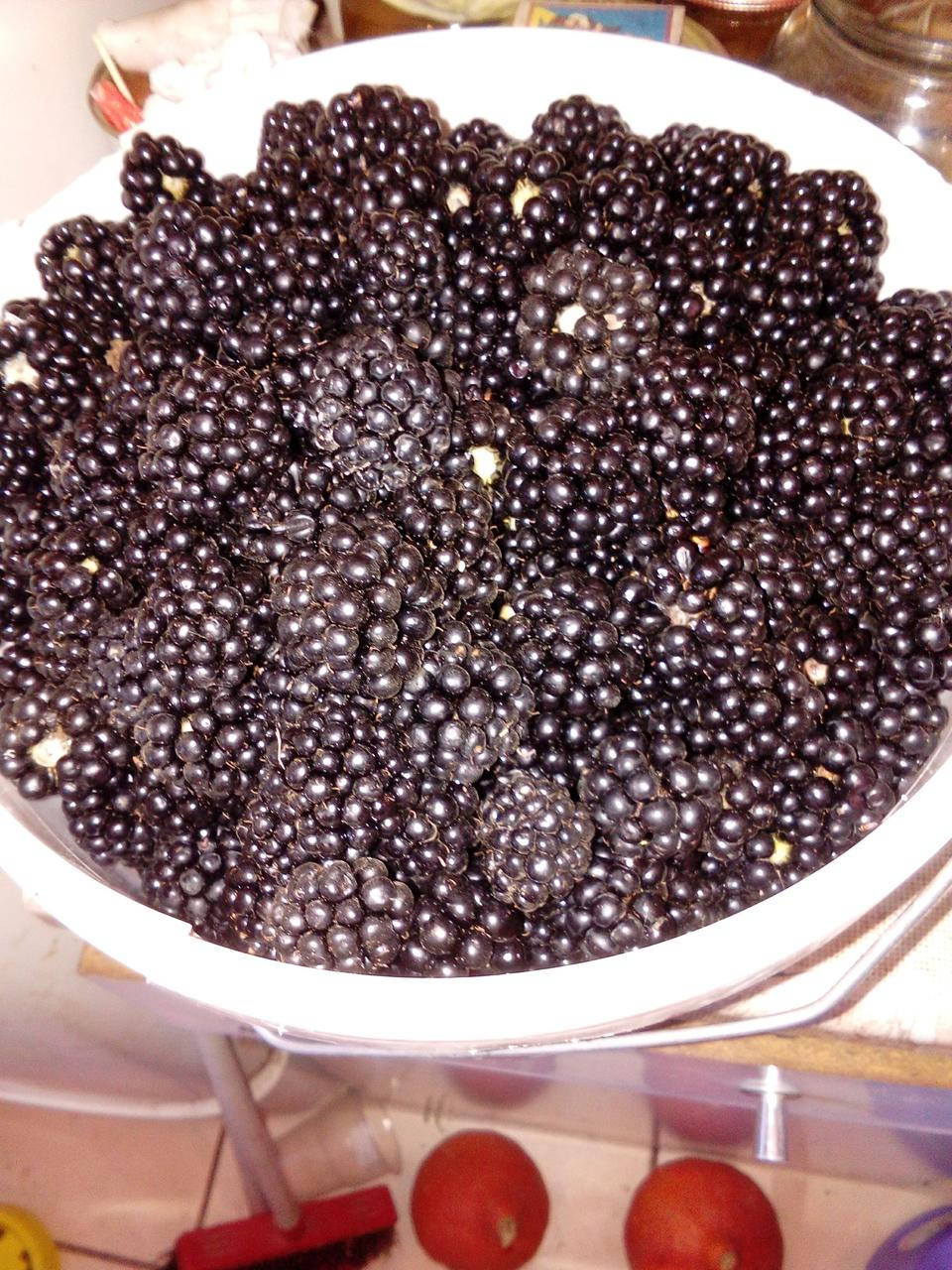 

Саженцы Ежевики Честер