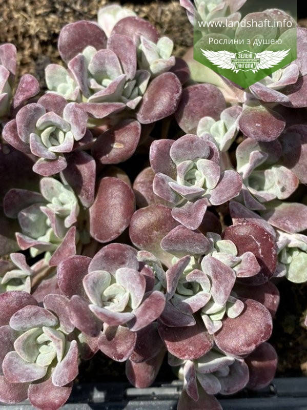 

Sedum spathulifolium 'Purpureum', Очиток гібридний 'Пурпуреум',C2 - горщик 2л