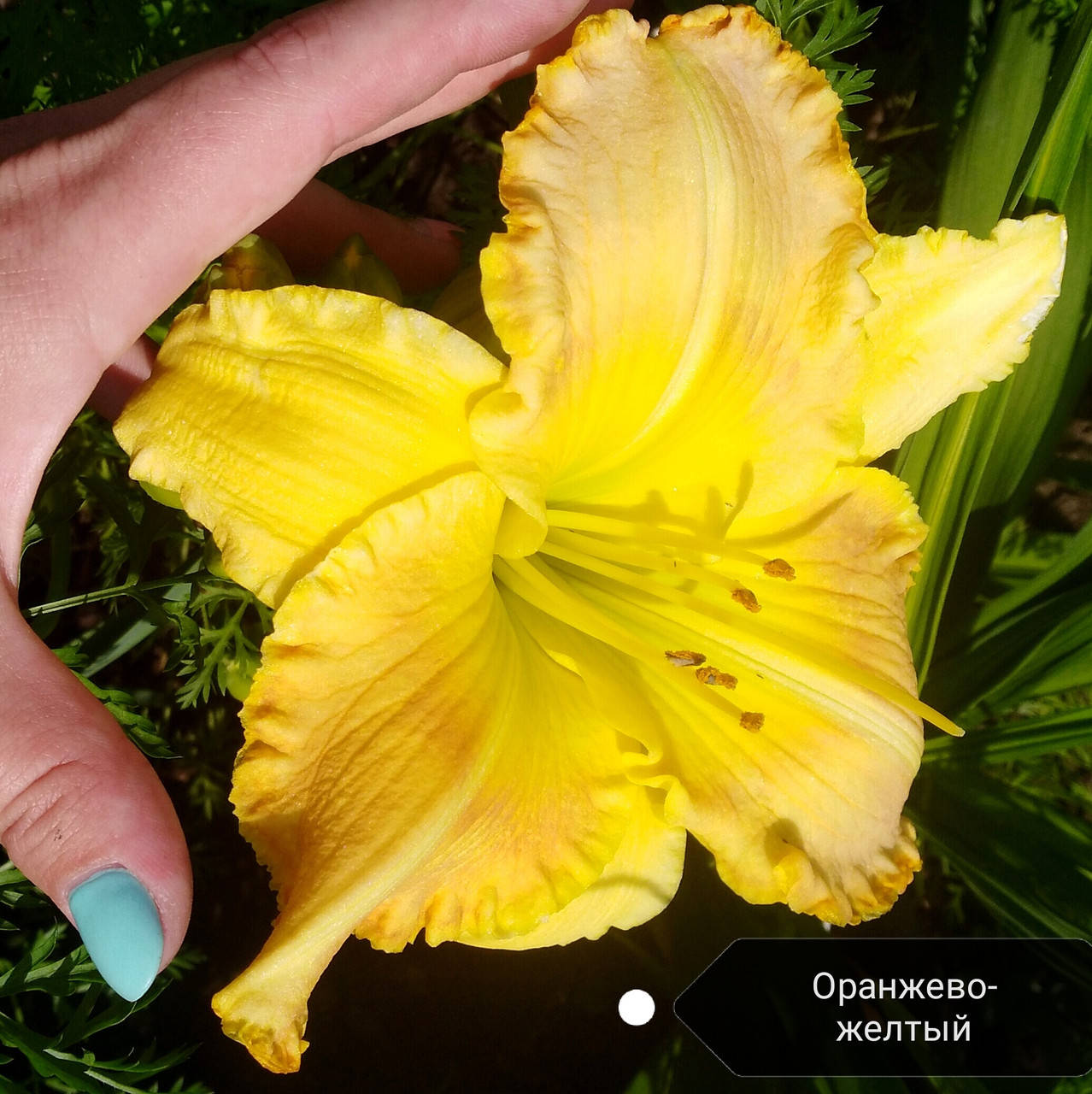 

Лилейник Оранжево-желтый крупный, деленка