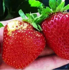 

Клубника "ЧУДО ЛИХОНОСОВА" (ОКС) ремонтантная / десертный сорт