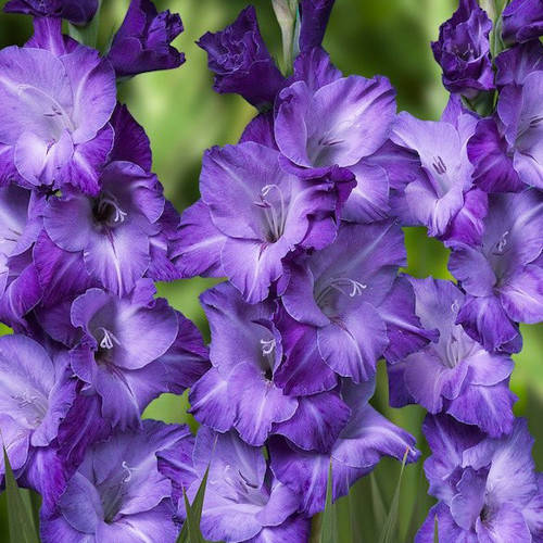 

Гладиолус Blue Tropic