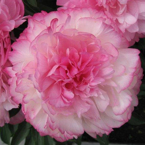 

Пион Джокер (Joker)