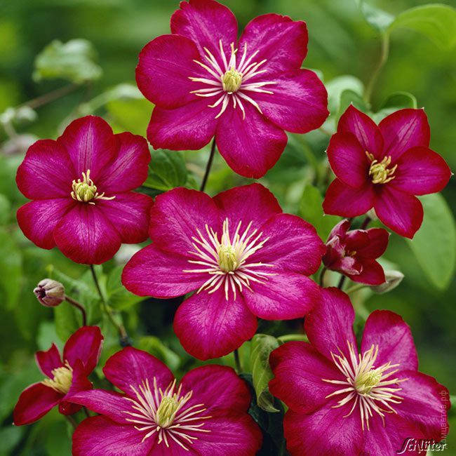

Клематис Віль де Ліон/Clematis Ville de Lyon С7.5/ Н100-120