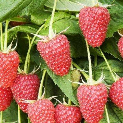 

Малина Новость Кузьмина, Rubus idaeus