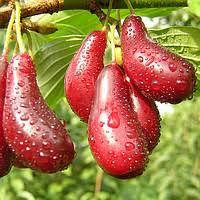 

Саженцы привитого кизила СЕМЕН (двухлетний)