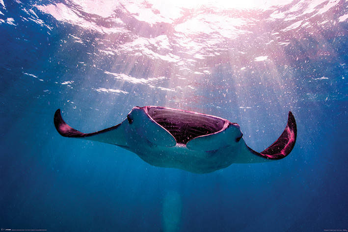 

Постер плакат "Манта Луч / Manta Ray" (ps-001782)