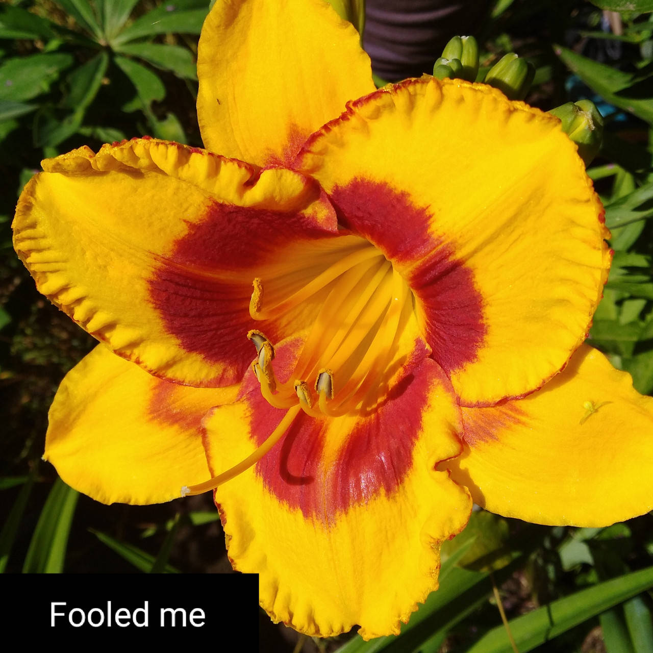 

Лилейник Fooled Me (Фулд Ми), делёнка