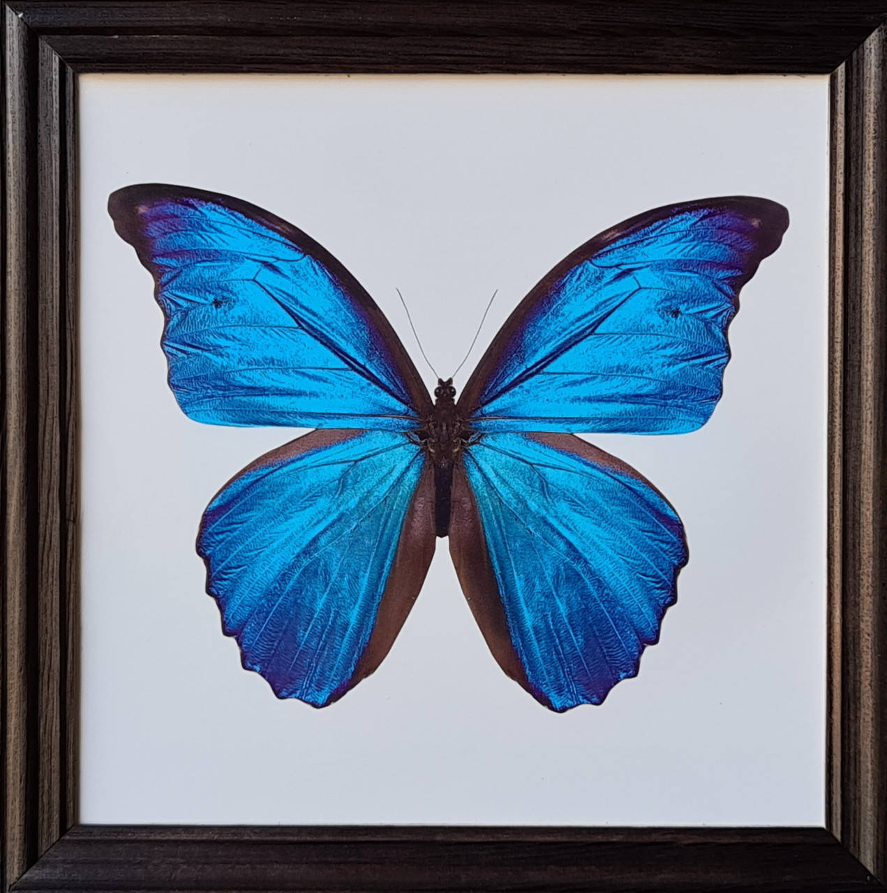 

Фотокартина в деревянной раме "Butterfly 3", 20х20 см