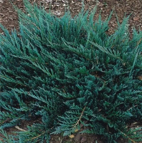 

Саженцы Можжевельника горизонтального Блю Чип (Juniperus horizontalis Blue Chip) Р9