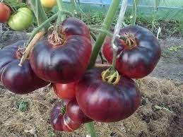 

Семена томата Голубая красота