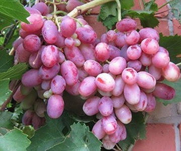 

Виноград Изюминка (саженцы)