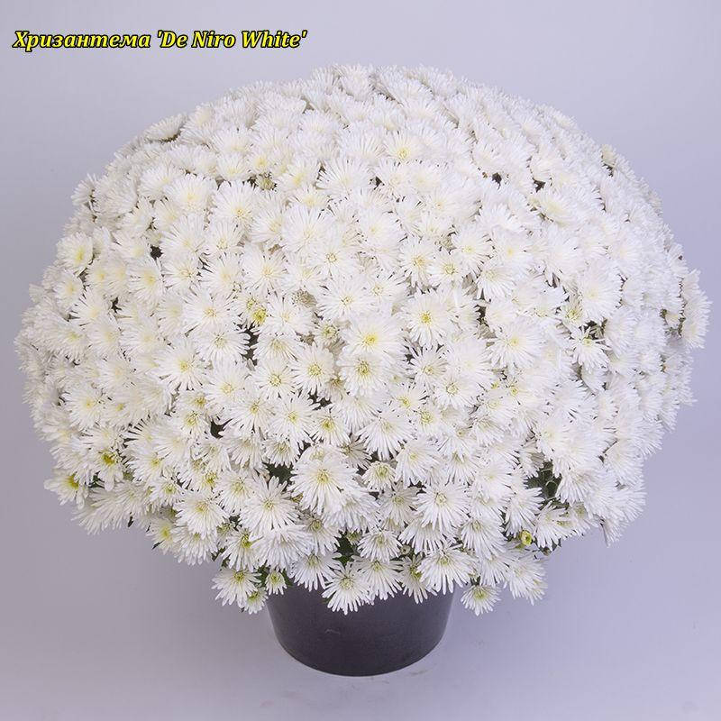 

Хризантема DeNiro White (Де Ниро Уайт). Мультифлора рассада