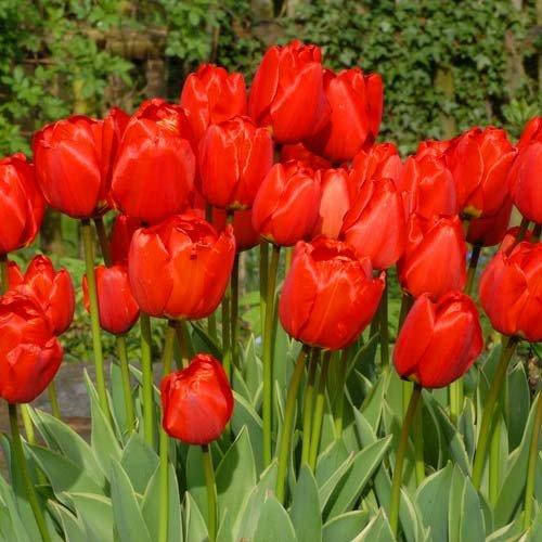 

Тюльпан Darwidesign (луковицы) 3 шт