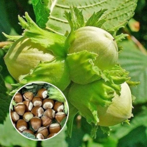 

Фундук каталонский, Corylus avellana Katalonskiy