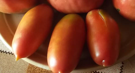 

Томат "Аргентинское чудо" 30 шт