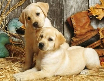 

Алмазная мозаика Милые щеночки на подрамнике 40 х 30 см (арт. TN798)