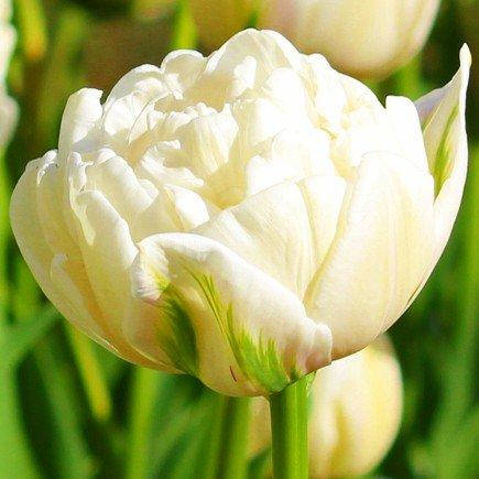 

Тюльпан Mount Tacoma (луковицы) 3 шт