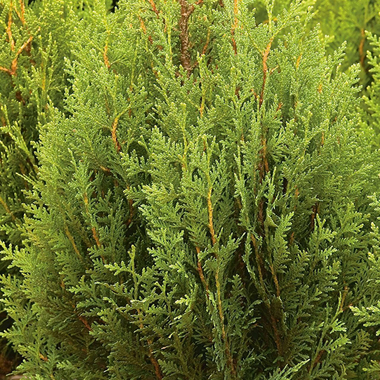 

Туя складчаста Little Boy 3 річна, Туя складчатая Литл Бой, Thuja plicata Little Boy