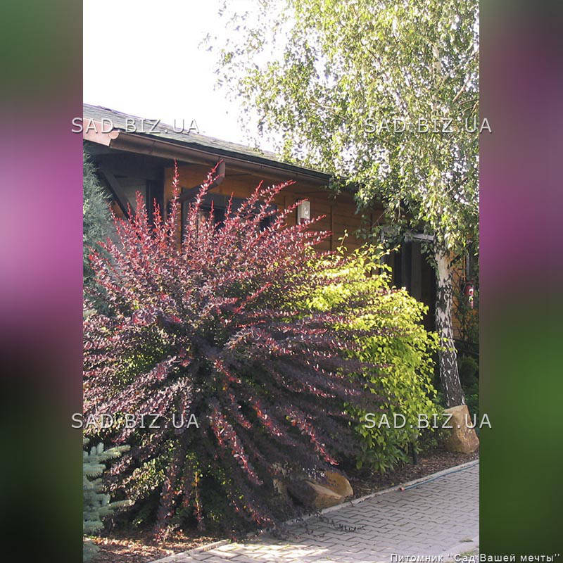 

Барбарис Тунберга 'Atropurpurea'. Контейнер 0,5 л