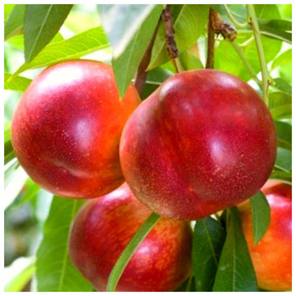 

Нектарин Крымчанин