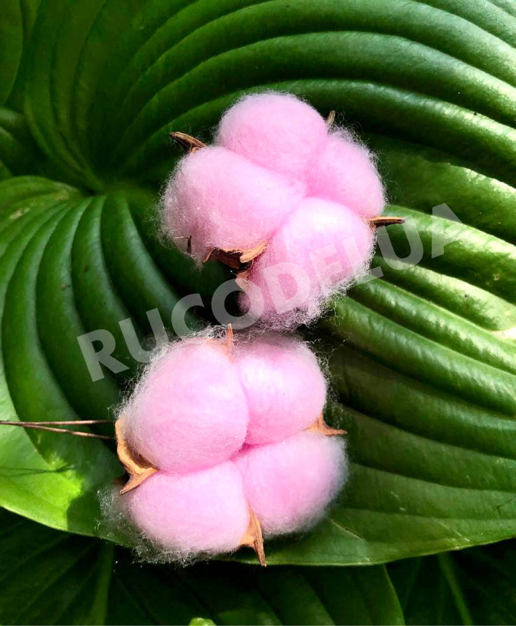 

Бавовна без ніжки рожева. Бавовна декоративна, Розовый