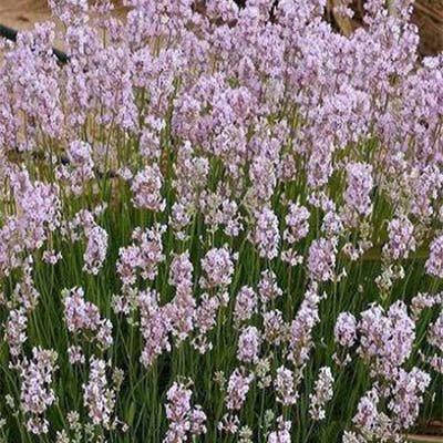 

Лаванда Loddon Pink (саженцы)
