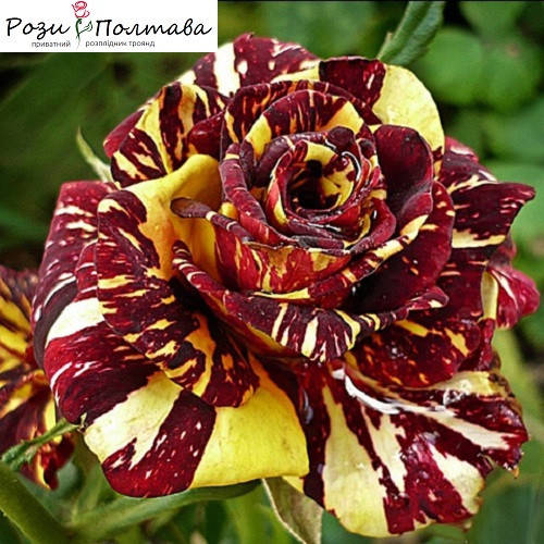 

Абракадабра (Abracadabra)