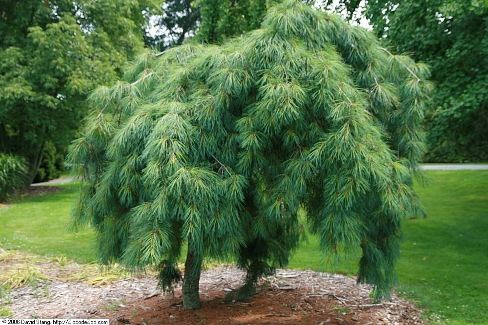 

Pinus strobus Pendula C-5