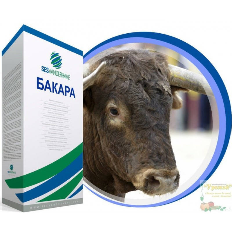 

Семена сахарной свеклы Бакара категория Фермер (дражированные, обработанные)