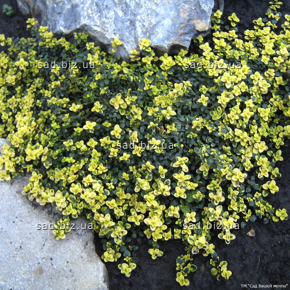 

Тимьян лимоннопахнущий 'Doone Valley'. Контейнер 0,5 л