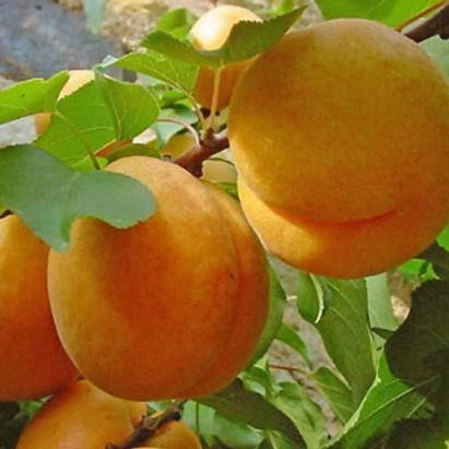 

Абрикос ананасный Цюрупинский (ранний)