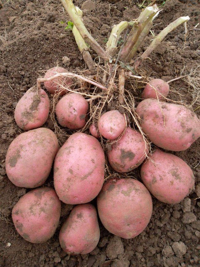 

Картопля насіннєва Беллароза 1 репродукція. Рання.