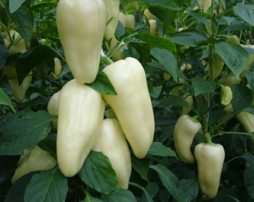 

Перец Лумина Белозерка 1 г