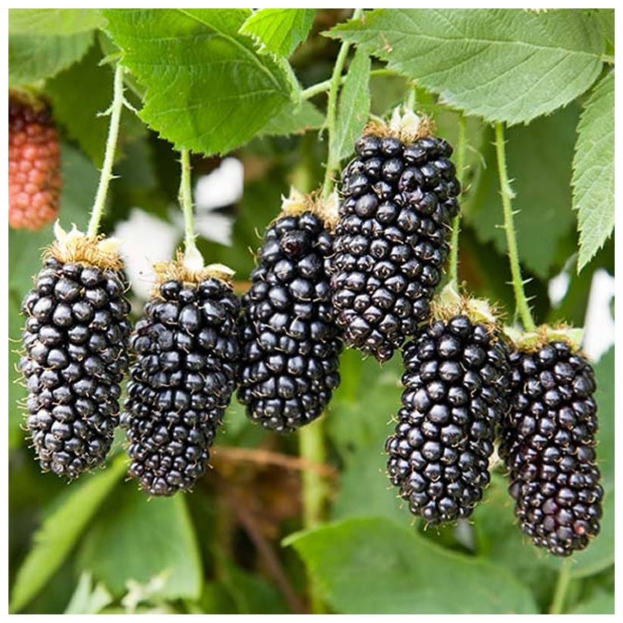 

Ежевика ранняя Карака Блэк