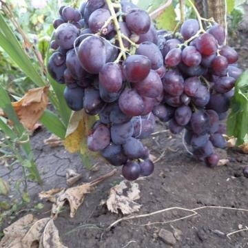 

Саженцы винограда "ХАРИТОН"