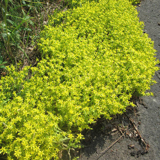 

Очиток Yellow Queen Саженец