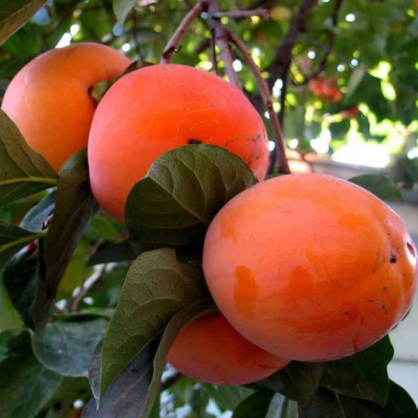 

Саженцы хурмы «Гора Говерла» - 1-летний