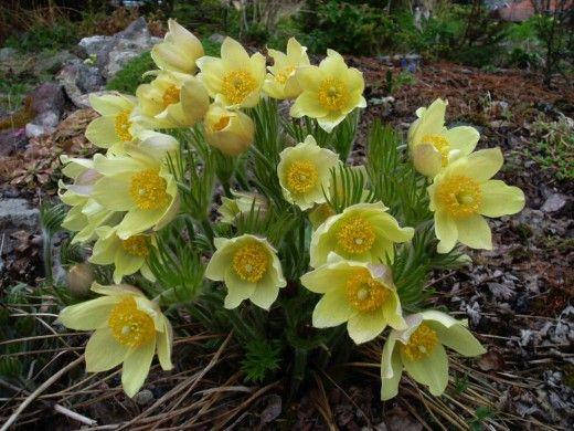 

Прострел (Сон трава) Желтеющая (flavescens)