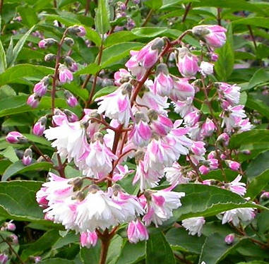 

Дейція шершавая Кодсал Пинк "Deutzia scabra 'Codsall Pink' в конт 3л