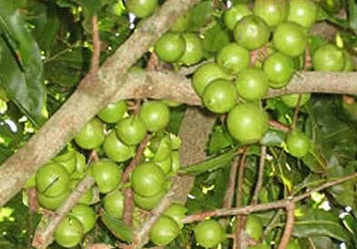 

Макадамии масло