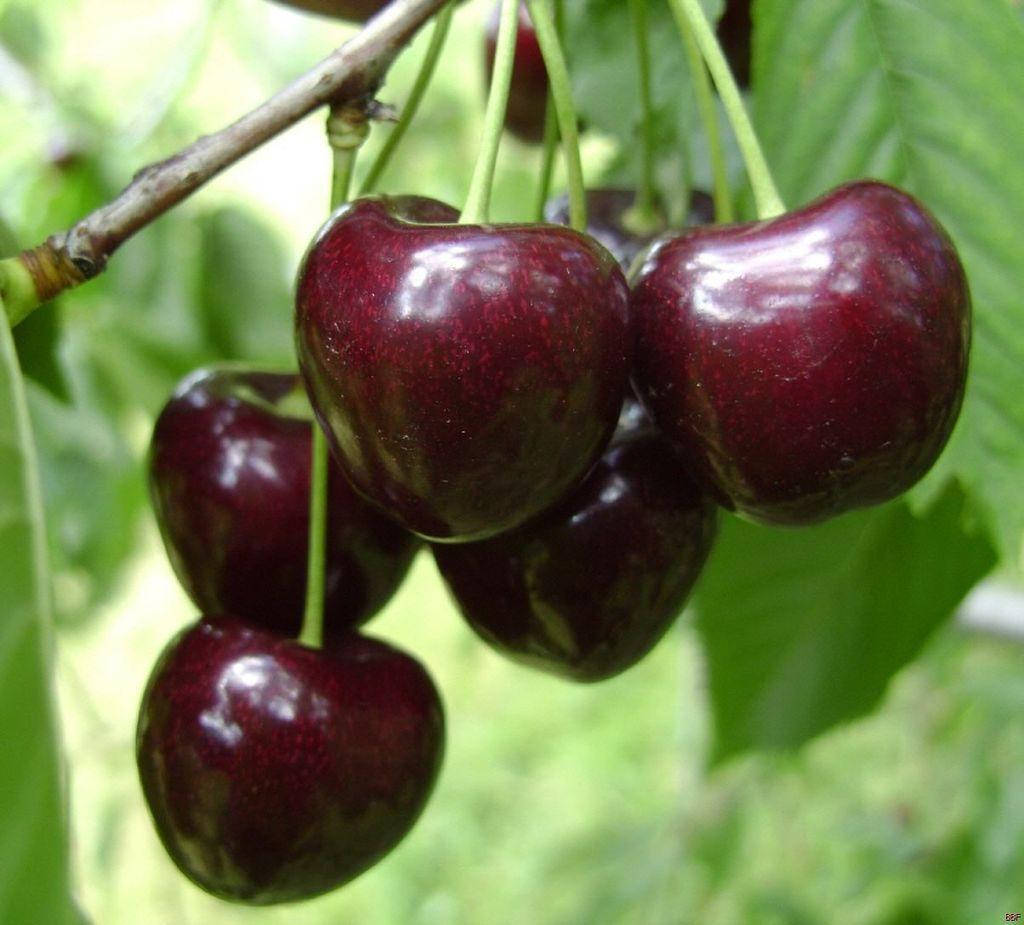 

Черешня Регина