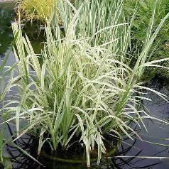 

Манник большой Вариегата (Glyceria maxima Variegata)