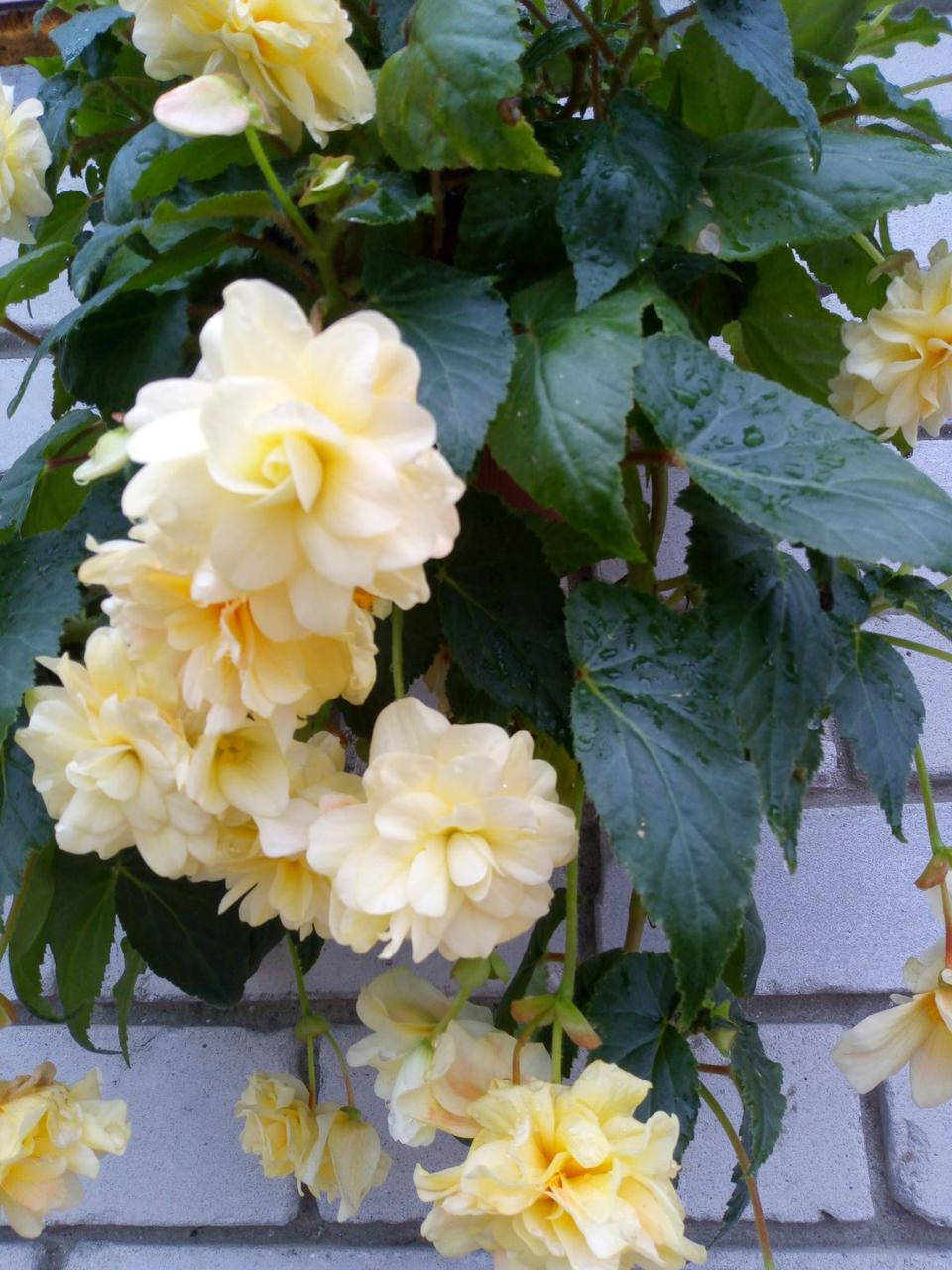 

Бегония ампельная Chardonnay в горшке 250 мл